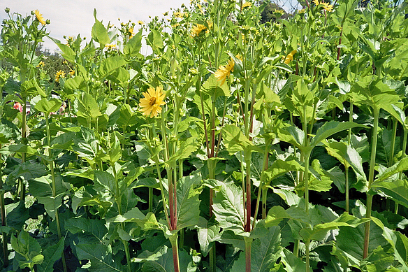 durchwachsene Silphie zu Beginn der Blüte